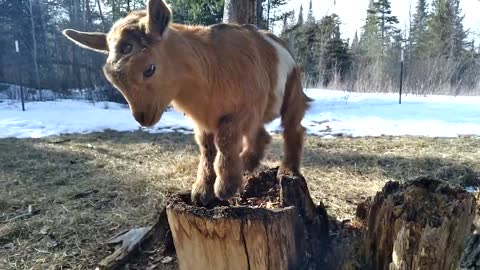 Meet Nigerian Dwarf Goat Doeling Built on the Rock Mercy