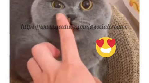 Funny Cat video 2023