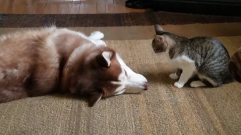 Husky gets bully