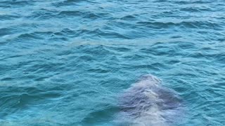 Massive Basking Shark Approaching the Beach