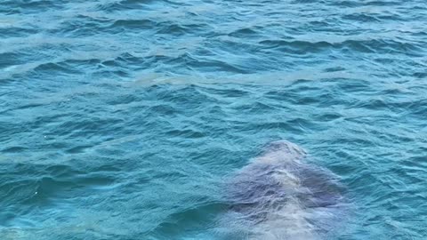 Massive Basking Shark Approaching the Beach