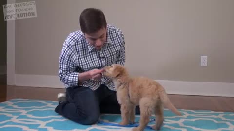 3 Easy Things to Teach your NEW PUPPY!