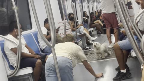 A Man and a Dog Converse On The Metro