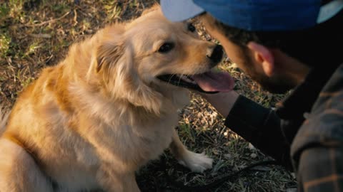 Cutie Pies with Four Paws A Dog's Cutest Moments |Doges and Dapper Cuts: A Celebration of Adorable