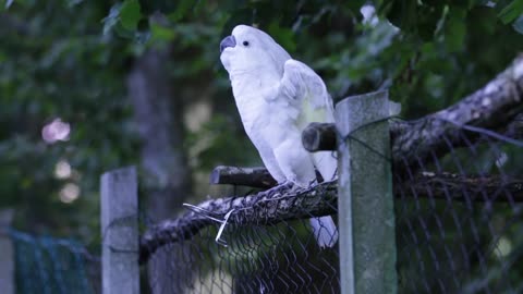 Dancing Beautiful White Parrot