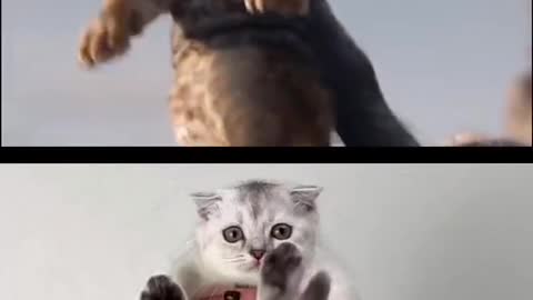 Very nice video of cat