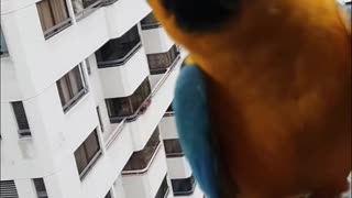 Visit from My Macaws