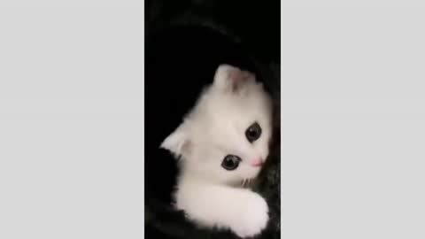 Cute Cats - Funny Cats | Cat Videos || Cute cat action