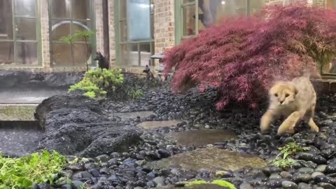 Cat Enjoys Being in The Pouring Rain