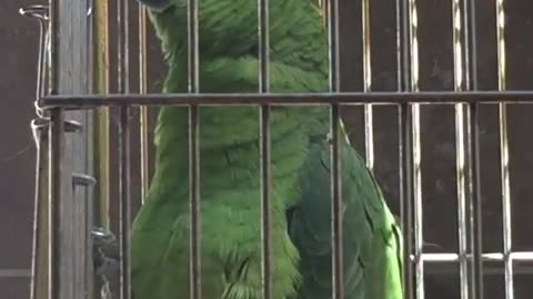 Say any word that this parrot will repeat, even if it is a long sentence.