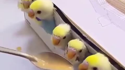 Lovebird chicks eat eggs