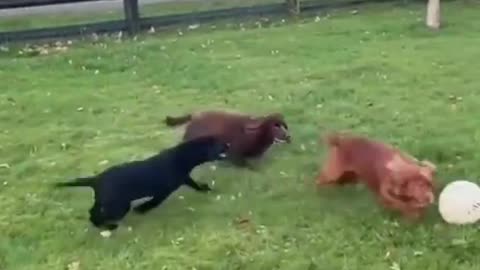 Funny dog play