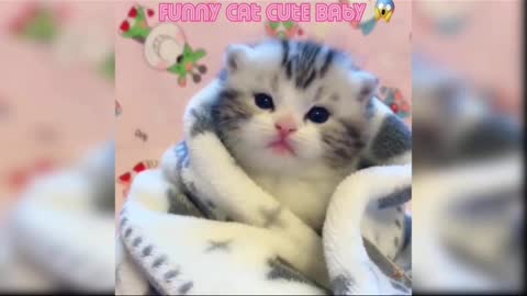 Beautiful Kitten 😸 Video || Very Attractive Cat||Animal Lovers ||#Shortvideo