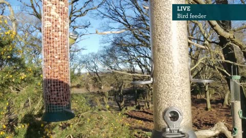 🔴 LIVE wildlife cameras 🐰 18 January ❄️ BBC Winterwatch 2024