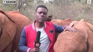 Baby elephant interrupts reporter's piece to camera