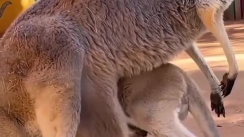 Mother of a kid | Animals Amazing Video