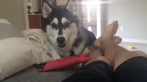 Husky puppy playfully taunts owner with toy