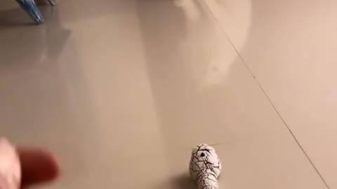 Cute cat scared of toy snake