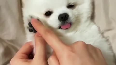 funny dog with humanbeing