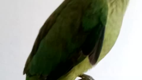 Most beautiful Bird