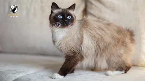 burmese or birman cat | birman cat | most expensive cat in the world