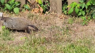 Groundhog mother and babies