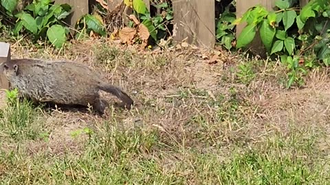 Groundhog mother and babies