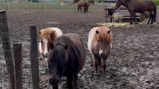 Shetland Pony Patiently Bypasses Electric Fence