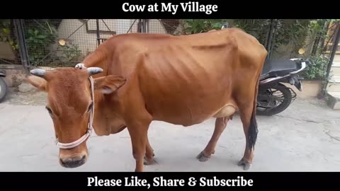 Cow at My Village | Amazing Animals | Beautiful Cow Video