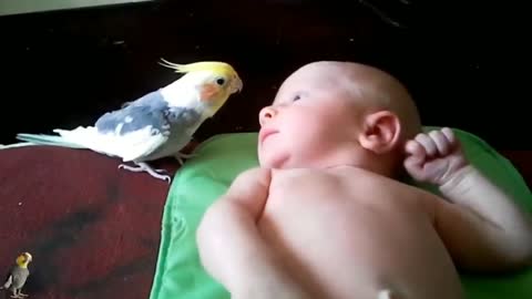 A cute parrot playing with a little baby and singing for him