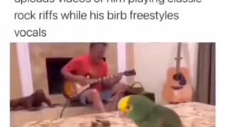 birb freestyle