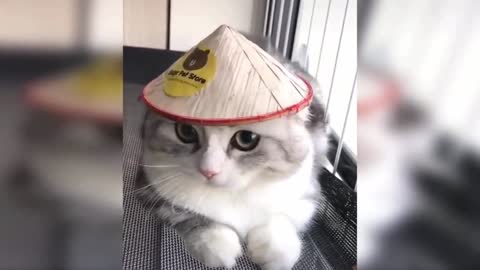 Baby Cat video compilation