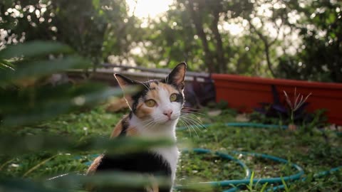 My cutest Kitten in the Garden | Cute Kittens Meowing | Tiny Cute Kitten