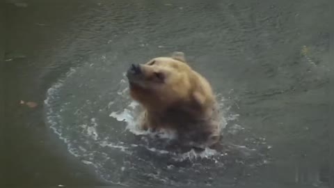 Brown Bear Bear Swimming In Water Brown Bear Wildlife Nature Wild Animals Bear