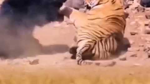 Tiger vs bear