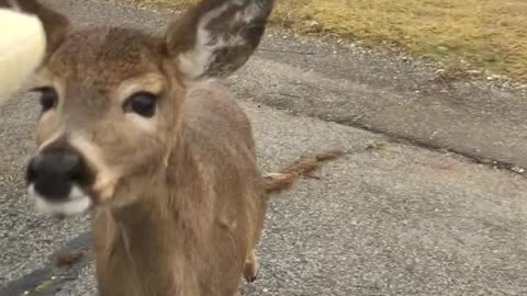 Deer Walks Up to Car Window To Eat Banana! _Animals _Shorts