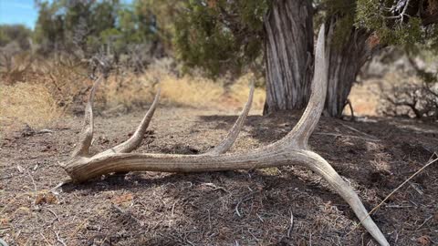 Shed Hunting 2020 2021