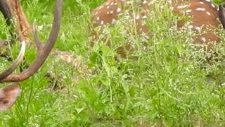 Spotted deer in chitwan national park