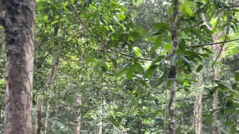 AMAZON JUNGLE TOURS | 4K | Amazon Rainforest Trips Brazil - Off Roads Travel / Ney Eco Adventures