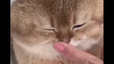 This little cat is so cute that it won't get angry any way you touch it.