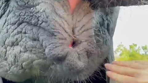 Elephants amazing shorts