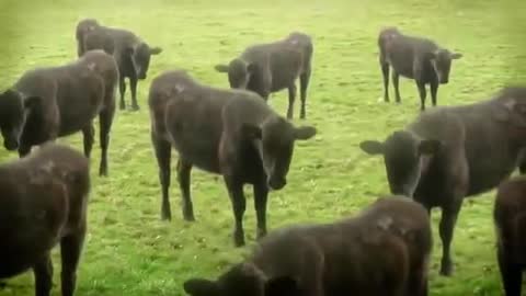 Video Cow DANCE
