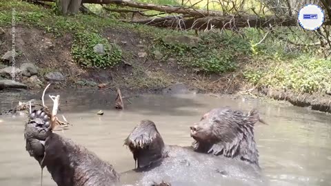 Bear takes a break from the heat with cooling dip in muddy puddle