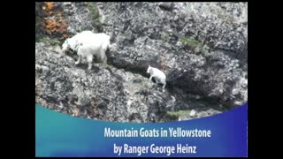 Mountain Goats in Yellowstone National Park