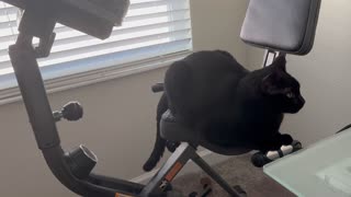 Adopting a Cat from a Shelter Vlog - Cute Precious Piper Shows How to Use the Exercise Bike