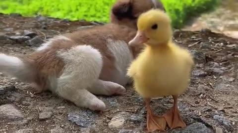 Cute baby animals Videos Compilation cute moment of the animals - Cutest Animals On Earth