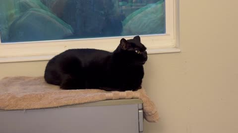 Adopting a Cat from a Shelter Vlog - Cute Precious Piper is a Tired File Loaf