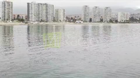 DELFINES EN LA HERRADURA