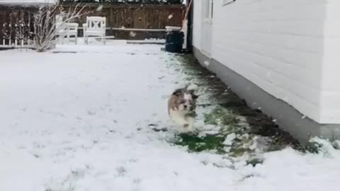 Shih Tzu Puppy Playing in Snow