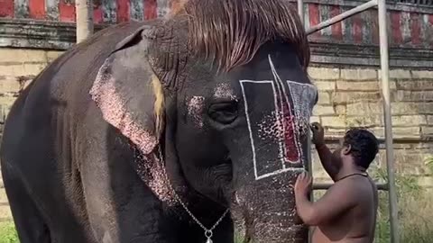 Elephant Grooming